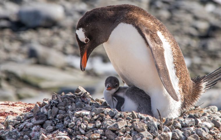 Gentoo penguins usually live in sub-Antarctic areas. 