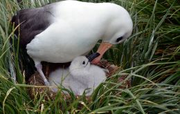 Albatross nesting with chick 
