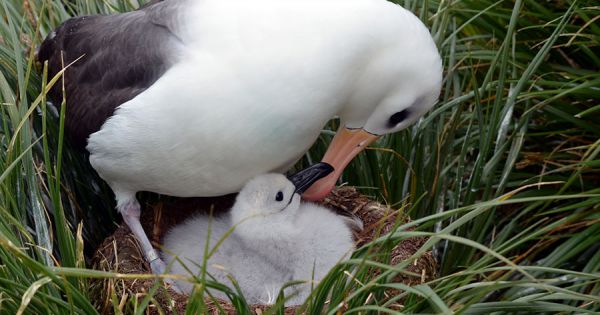 Spatial Segregation of Seabirds at South Georgia - Vimarsana News