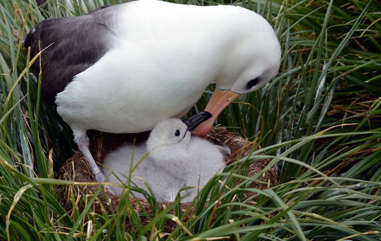 Albatross nesting with chick 