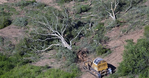 NGOs claim most deforestation in northern Argentina during 2021 was illegal - Vimarsana News