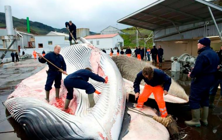 Iceland is one of the only countries that allow commercial whaling, along with Norway and Japan
