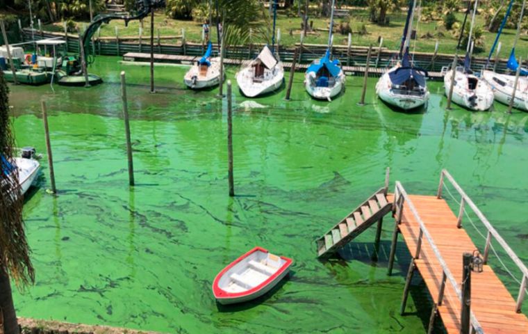 Cyanobacteria can cause gastrointestinal, respiratory, neurological, skin, ear, and eye infections.