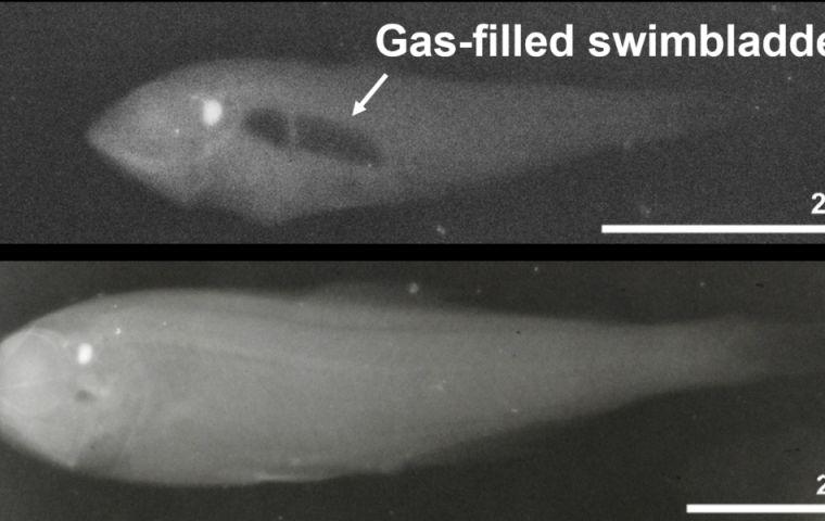 The top image shows a lanternfish species commonly found in more northerly sectors of the Southern Ocean – Protomyctophum bolini – with the highly reflective gas swimbladder clearly visible. 