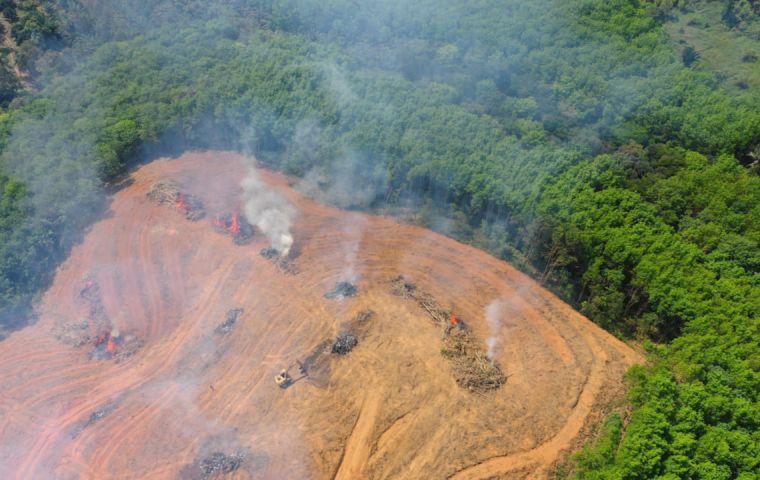 Environmental researchers believe deforestation will only stop rising if Bolsonaro loses the presidential election in October