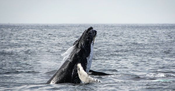 Happy World Whale Day! But the magnificent creatures are threatened y oceans toxic pollution - Vimarsana News