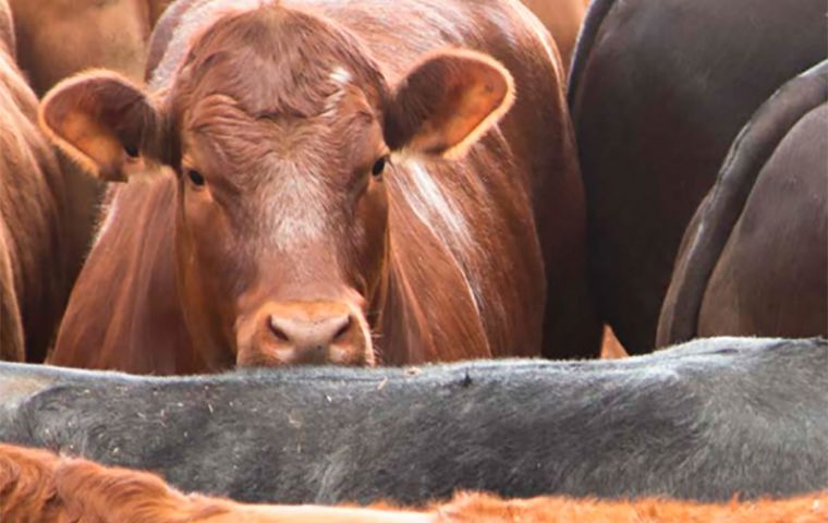 The French ban will be effective on 22 April, giving time for assurance from suppliers that meat does not come from breeding using growth antibiotics.