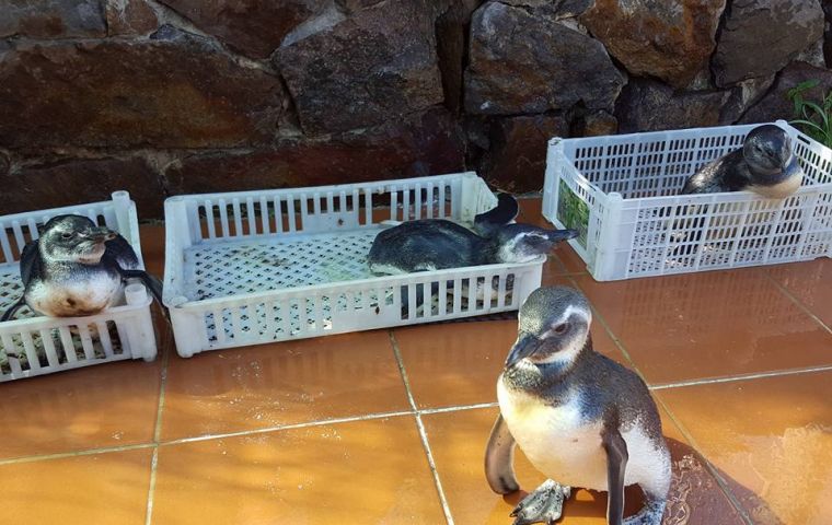 A rescue center in Punta Colorada, one of several along the Uruguayan coast