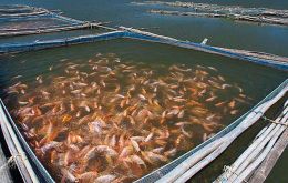 Over one third of all fish caught worldwide are fed to farmed animals instead of people. 