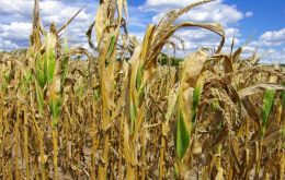 Corn yields are expected to reach their lowest level in 10 years due to the lack of rain and a spell of high temperatures during late December and early January
