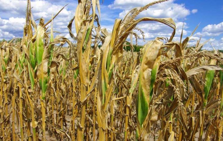 Corn yields are expected to reach their lowest level in 10 years due to the lack of rain and a spell of high temperatures during late December and early January