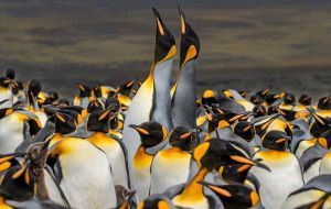 Winners will enjoy adventure travels around the Falklands to see the famous wildlife, such as penguins, sea/lions, and dolphins (Pic D. Pettersson)