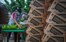 Ecuador used to send 1.8 million boxes of bananas per week to Russia and 180,000 boxes to Ukraine. Photo: Sebastián Astorga