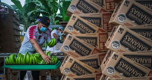 Ecuadorian banana producers seek declaration of emergency - Vimarsana News