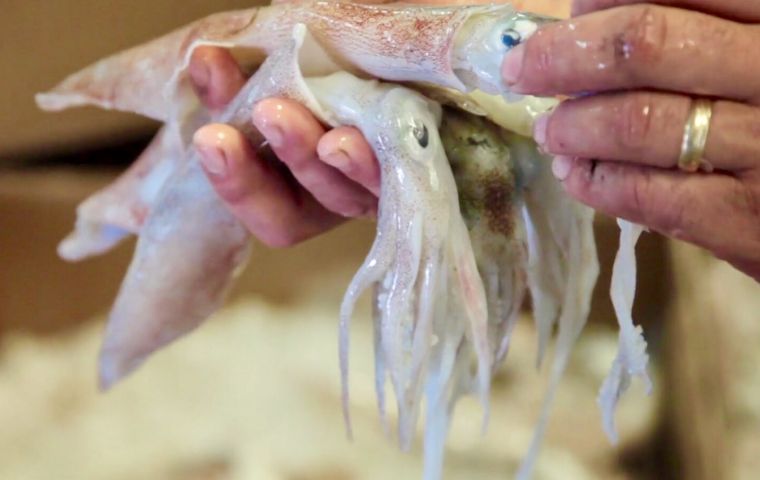 With the exception of hake and shrimp all species prices were down on average, squid one of the worst