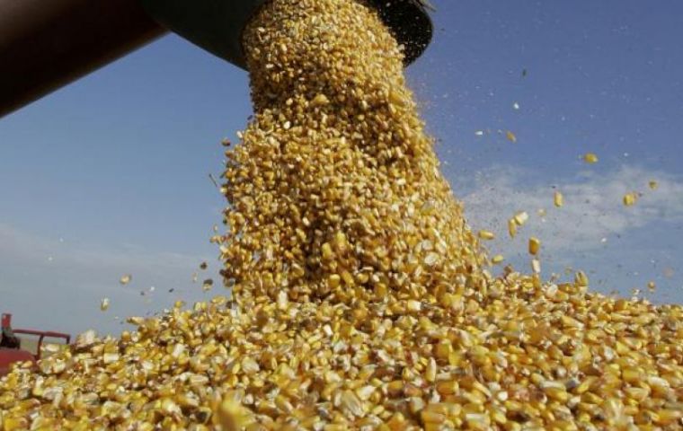 “There is no risk” of finding phytosanitary residues in Argentine corn, Planas said