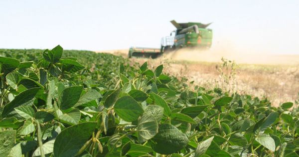 Argentina reopens soybean exports - Vimarsana News