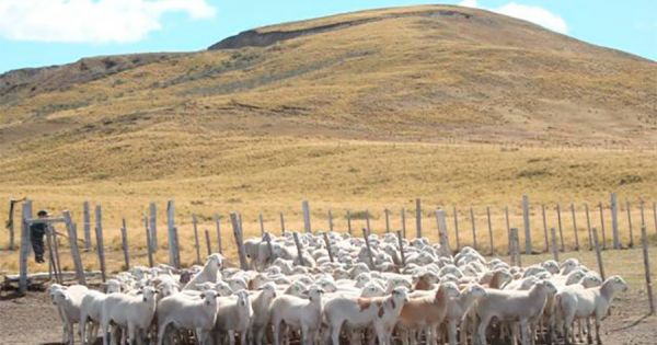 Climate change, weak markets and high costs challenge wool farmers in Punta Arenas - MercoPress