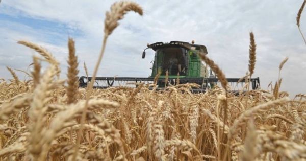 Brazil planning to become a net exporter of wheat, harvesting a volume similar to that of Argentina - Vimarsana News