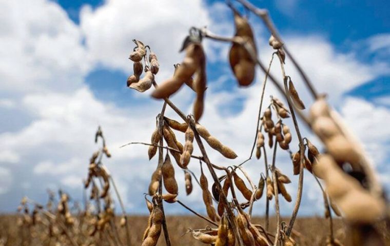 Argentine soybean oil processing plants will need to find their input elsewhere