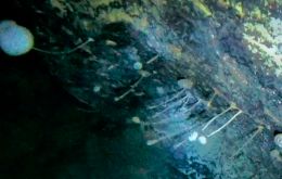 Scientists found a rock at the bottom of the ocean with strange creatures clinging to it