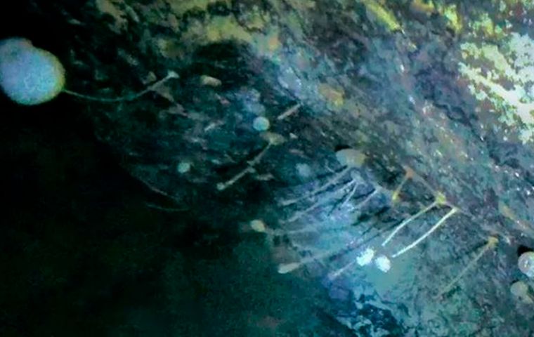 Scientists found a rock at the bottom of the ocean with strange creatures clinging to it