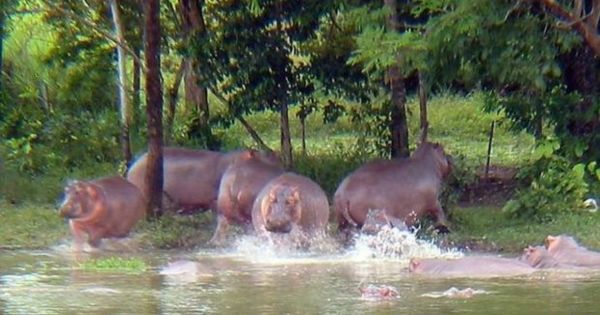 Invasive hippos may become a plague in Colombia by 2030 - Vimarsana News