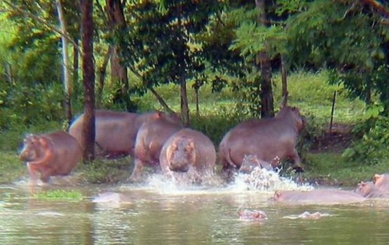Hippopotamus attacks can be lethal, Colombian authorities have warned 