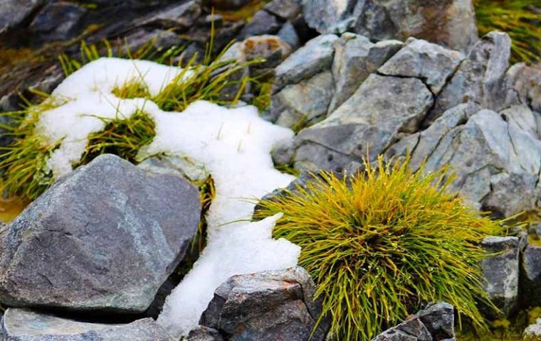 Nicoletta Cannone measured the growth of Antarctic’s only two native flowering plants, Deschampsia Antarctica and Colobanthus quitensis, on Signy Island
