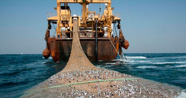Eiropas Savienībā strīds par grunts zveju;  14 valstis pievienojas tralēšanas aizsardzībai – MercoPress
