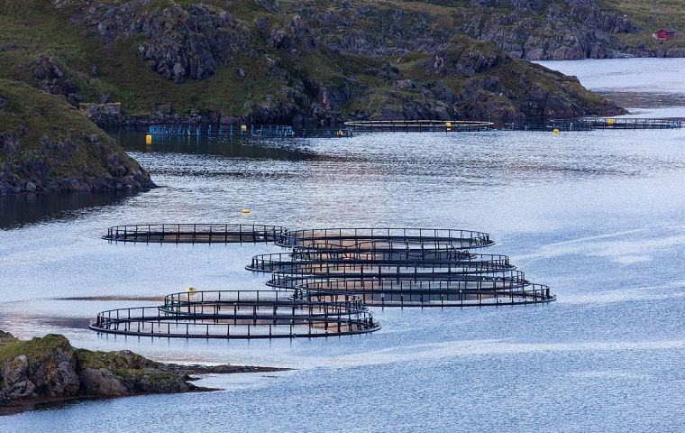 Waste from salmon farming companies in Magallanes were discovered along nearby coastal areas 