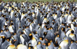 Magellanic, Rockhopper, Gentoo, King, and Macaroni penguins have rookeries in the Falklands