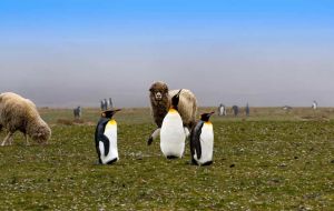 Beautiful King penguins among sheep in Volunteer Point (Pic A Miller)