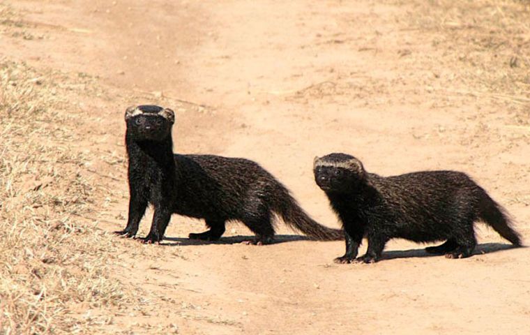 Weasels are essential fighting insects in Asunción