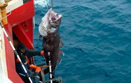 Toothfish, Dissostichus eleginoides, was described as a resource of very high economic value in different world markets, given the quality of its flesh