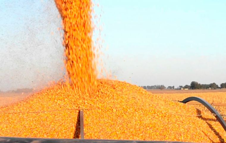 Brazil is typically the second-largest corn exporter behind US, and those supplies primarily stem from its second crop which accounts for three-quarters of the full-year output.