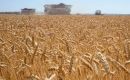 India's export ban has only come to increase an already difficult situation created by the Russian invasion of Ukraine, two of the world's leading exporters of wheat