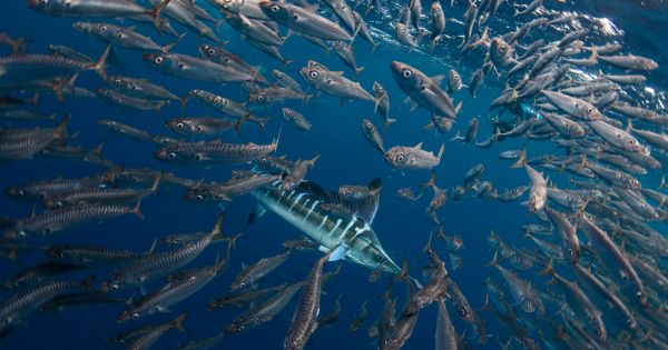 UN Message on World Oceans Day, revitalization and collective action - Vimarsana News