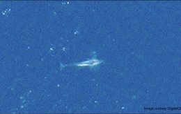 Satellite image of two humpback whales travelling. Photo: Maxar Technologies.