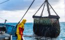 Negotiations towards banning subsidies that encourage overfishing and threaten  sustainability of fish stocks had been going on at WTO since 2001