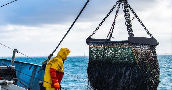 WTO reaches deal to curb overfishing and subsidies, with the target of fisheries sustainability - Vimarsana News