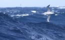 19th June was albatross day, when the beautiful marine bird is celebrated  