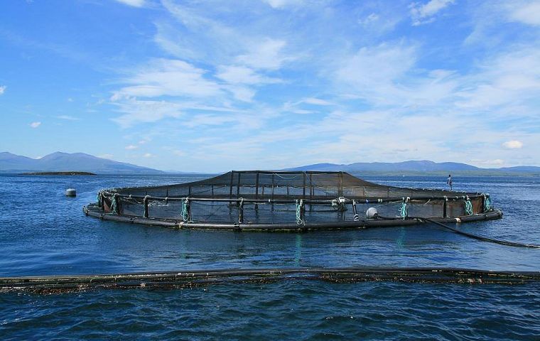 Global production of Atlantic salmon in 2020 was 2.71 million tons, 32.6% of fish aquaculture. It is followed by dairy fish with 1.16 million tons, FAO Sofia report