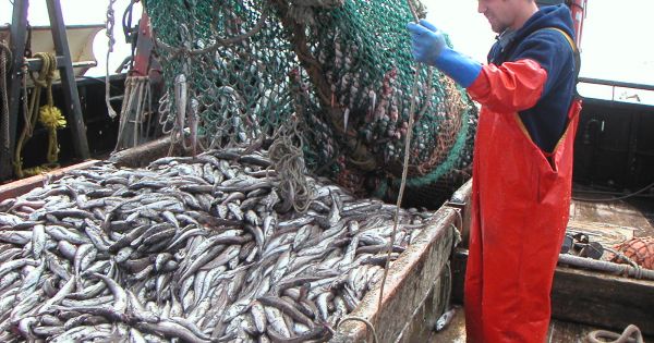 Argentina and Uruguay agree on temporary ban to hake fishing - Vimarsana News