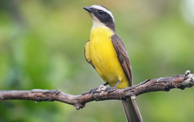 The bird's song differentiates it from the medium-sized benteveo, a very similar bird of the same genus