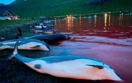“An annual catch limit of 500 white-sided dolphins has now been proposed by the Ministry of Fisheries on a provisional basis for 2022 and 2023,” government saidx