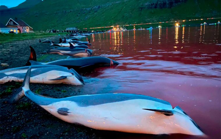 “An annual catch limit of 500 white-sided dolphins has now been proposed by the Ministry of Fisheries on a provisional basis for 2022 and 2023,” government saidx
