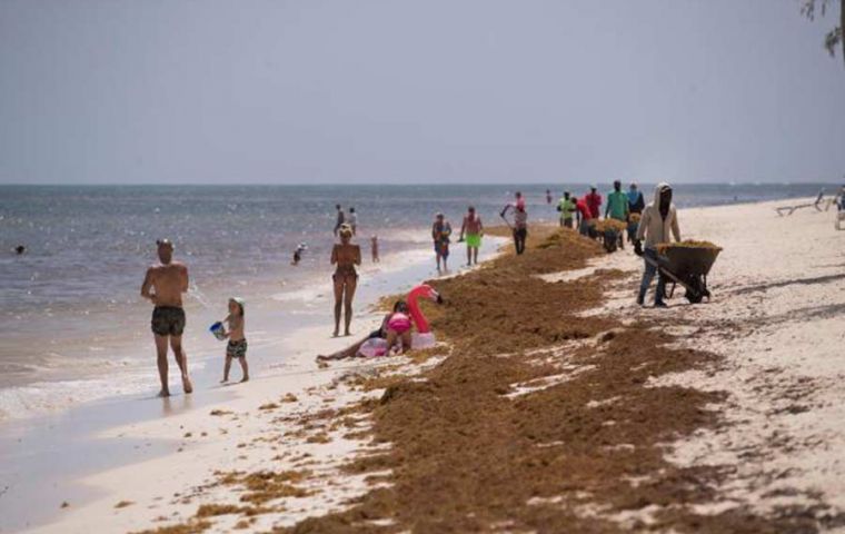 Because of climate change conditions, according to scientists, the 'plague' invasion of sargassum seaweed, has become a repeated nuisance in the Caribbean and Mexican coastlines  