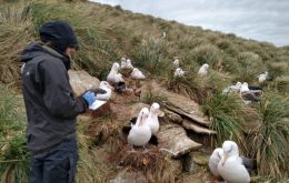 Counting albatrosses in New Island 
