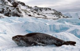 Leopard seals had always been considered an Antarctic species, residing predominantly within the pack ice. Births were always thought to occur on the ice flows surrounding the continent